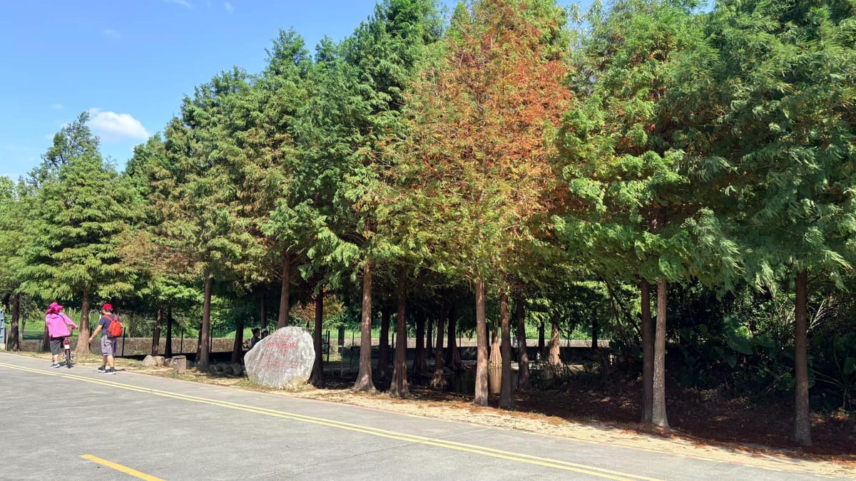 月眉落羽松林