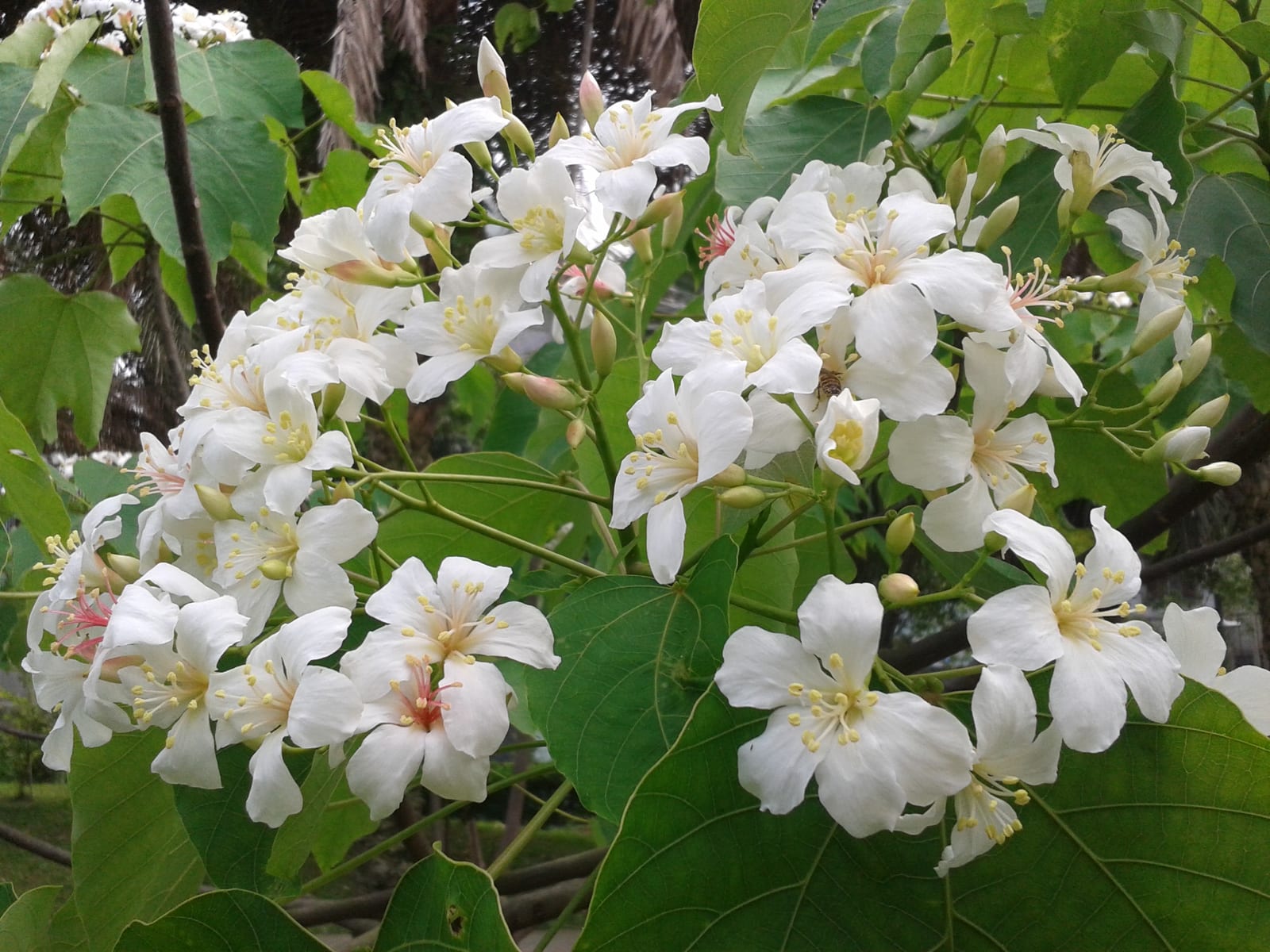盛開的油桐花白花簇（桃園龍潭／大溪交界一帶，2014 年 4 月）
